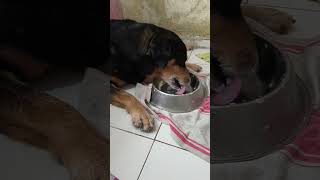 Devang Goswami is live