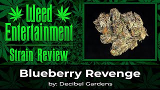 Blueberry Revenge - by Decibel Gardens - Review - Nov 2025