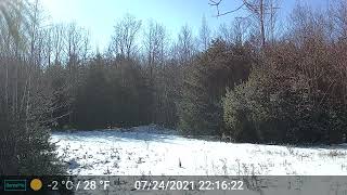 New Hampshire Trail Cam, Jan 2022 — Deer
