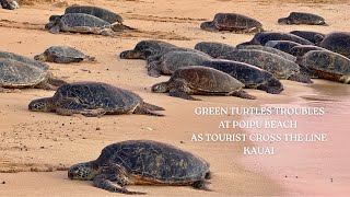 GREEN TURTLES TROUBLES AT POIPU BEACH AS TOURIST CROSS THE LINE