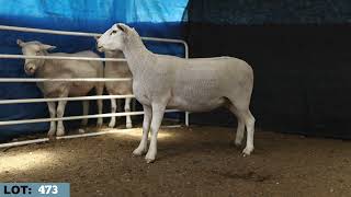 LOT 473 Illoura 2026 White Suffolk Stud Dispersal   Mated Ewes