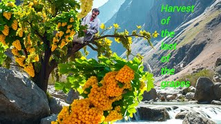 This Single Tree Could Mesmerize Billions | Here's Why Nomads Risk Death