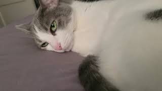 Cat growls
