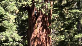 Archangel Ancient Tree Archive - Support Our Efforts