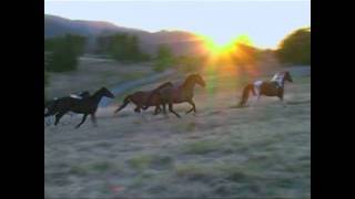 Robin Gates' Horses Running at Sunset
