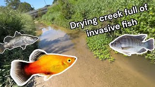 Catching pest aquarium fish Australia EP.4