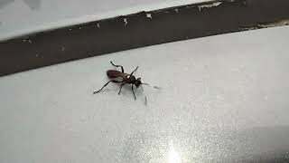 Some weird lack & brown wasp. Flew on me & made its way into my house