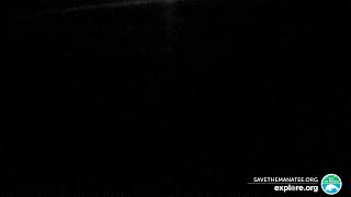 Homosassa Underwater Manatee Camera