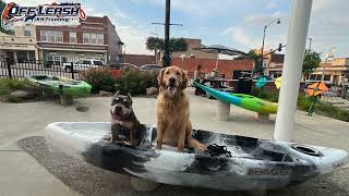 Hank | 2 Year Old Golden Retriever | Best Dog Trainer Cleveland, Ohio |