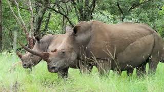 Enjoy Safari Plains with WildEarth Travel