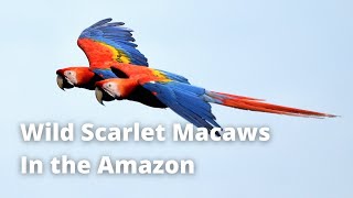 All about Scarlet Macaws - Tambopata | PERU