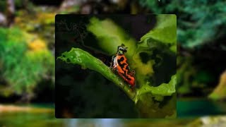 Coolest Transition Effect | JavaScript