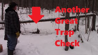 Snaring Prime Northern Ontario Coyotes With 3 Catches