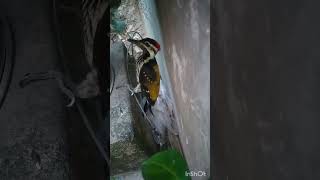 কাঠঠোকরা পাখির খেলা দেখ বন্ধুরা 🦜🦜🦜🦜🦜🦜🦜🦜🦜🦜🦜🦜🦜#shortsvideo #trending #funny #viral