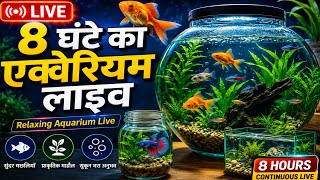 8 Hours Relaxing Fish Aquarium Live | Colorful Goldfish Tank | Peaceful Aquarium Stream