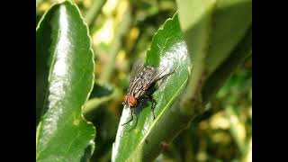 Dj Sowy Sesion Junio 2011 House Deluxe