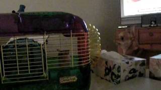 Chihuahua wants Hamster