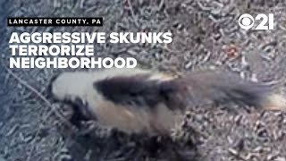 Aggressive skunks invade backyards, attack dogs in Lancaster County neighborhood