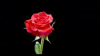 BeautifulBloomed Red Rose Slowly Spins Over Black  | Videohive Project Templates
