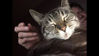 Precious the cat and live catnip plant.