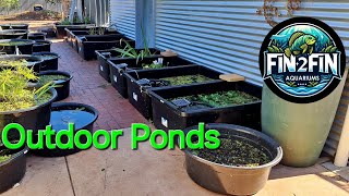 Outdoor Ponds, Should I do summer Tubbing or just relax