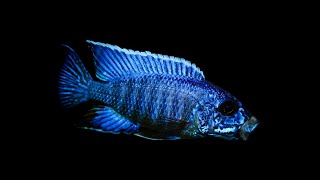 ⁴ᴷ ᵁˡᵗʳᵃ ᴴᴰ 𝐀𝐮𝐥𝐨𝐧𝐨𝐜𝐚𝐫𝐚 𝐬𝐭𝐮𝐚𝐫𝐭𝐠𝐫𝐚𝐧𝐭𝐢 𝐂𝐨𝐛𝐮𝐞 beautiful males!