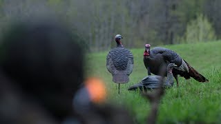 Over the Shoulder Turkey Hunt!
