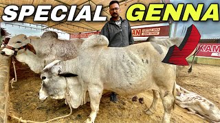 Special Genna From Kamran Samman Cattle Farm ❤️
