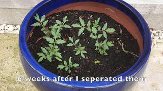Simple ways to plant tomatoes | Greenhouse |Garden vegetables