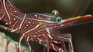 UNDERWATER MACRO LIFE