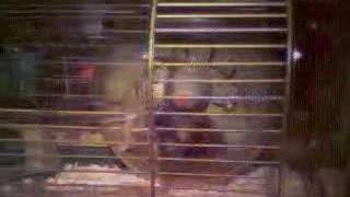 HamsterTracker.com Jamy just wigglin'