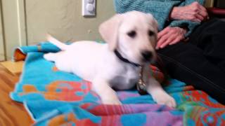 Rocky x Tildy puppy