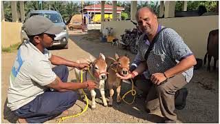 Nadipathy cattle #shorts #krishna #flute #cow #miniature #yt #viral #reel