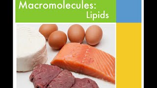 Macromolecules - Lipids