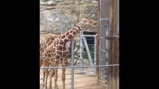 Singing Giraffe