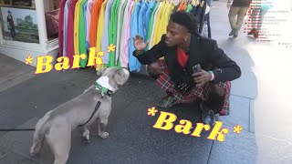 Speed meets a dog in Scotland 😂