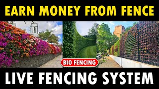 Earn Money from Fence - Live Fencing Plants (Bio Fencing System) | Privacy Hedge Fence (Green Fence)
