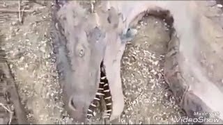 Is This A Dragon or WTF?