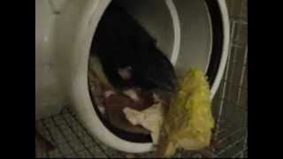 Rats love corn