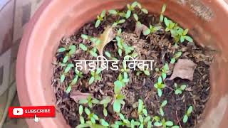 बीज से लगे पौधे और कटिंग से लगे पौधे का अपडेट #फ्रूट प्लांट#flower plant