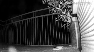 🔴 LIVE: 24/7 Backyard Bird Feeder Cam | Urban Bird Oasis | Real Ambient Sounds