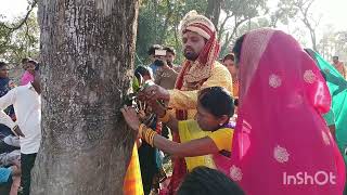 Shaadi se Pehle Pedon ki Shaadi 😲 | Bihari Ritual Full Video
