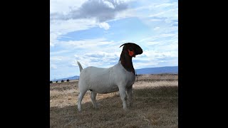 Cowboy Classic Spring 2025 - P079