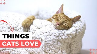 Things Cats Love Most!