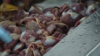 chicken gizzard processor