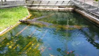 Gharial at Alligator Adventures