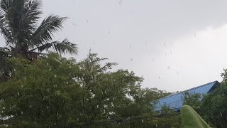 Rainfall Live