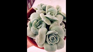 Korea Imported Succulents Graptoveria Lovely Roses Cluster Available To Purchase. #Shorts