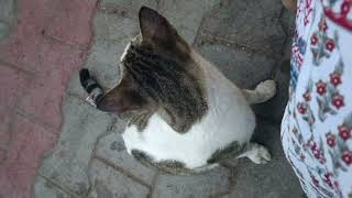 Giving neck scratches to baby boy #animals #youtube #cat #gatto #neko #cats