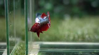 Betta USA TI 1842 Live Betta Fish High Quality HMPK Male Red Fancy Hellboy